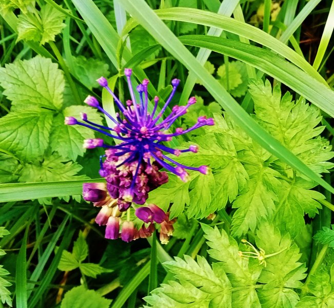 MUSCARI A TOUPET. près de la Venelle de la Hotte. Photo 10. PASCAL GOUHIER